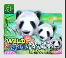 Wild Giant Panda